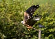 RedKite 23